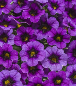 Calibrachoa Superbells Grape Punch