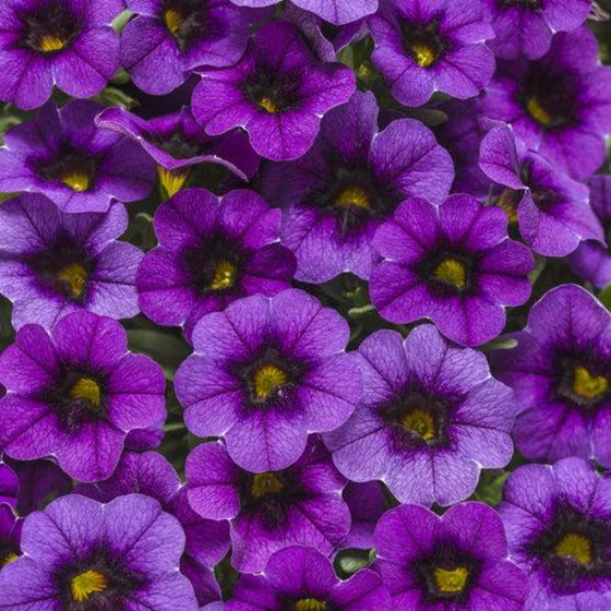 Calibrachoa Superbells Grape Punch Purple Flowers