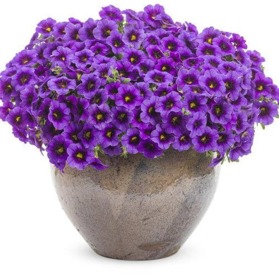 Calibrachoa Superbells Grape Punch in Decorative Pot