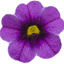 Calibrachoa Superbells Grape Punch flower