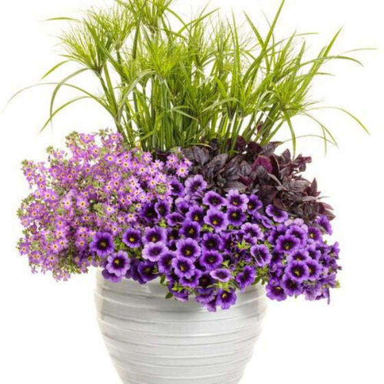 Calibrachoa Superbells Grape Punch in mixed pot