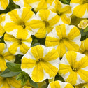 Calibrachoa Seperbells Lemon Slice Flowers