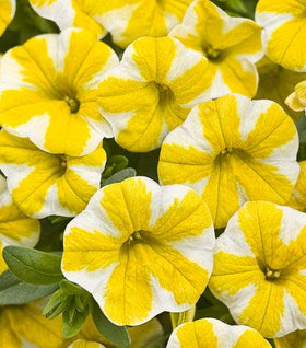 Calibrachoa Superbells Lemon Slice