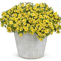 Calibrachoa Seperbells Lemon Slice Flowers in pot