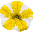 Calibrachoa Seperbells Lemon Slice Flower