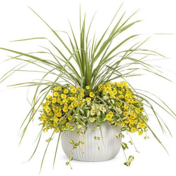 calibrachoa-superbells-lemon-