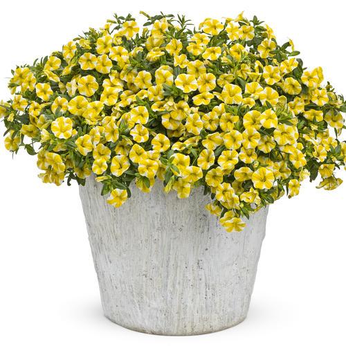 Calibrachoa Seperbells Lemon Slice Flowers in pot