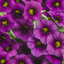 Superbells Plum Calibrachoa flowers