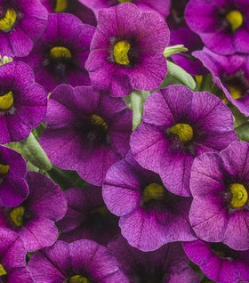 Calibrachoa Superbells Plum