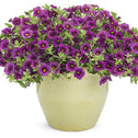 Calibrachoa Superbells Plum in Ceramic Pot