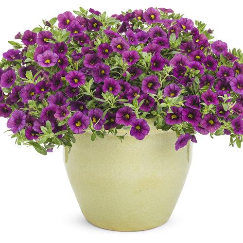 Calibrachoa Superbells Plum in Ceramic Pot