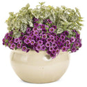 Calibrachoa Superbells Plum in mixed container