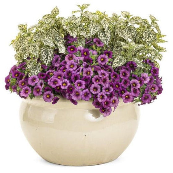 Calibrachoa Superbells Plum in mixed container