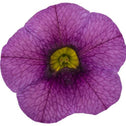 Calibrachoa Superbells Plum flower