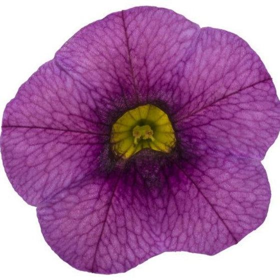 Calibrachoa Superbells Plum flower