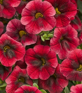 Calibrachoa Superbells Pomegranate Punch