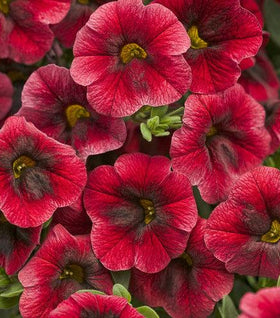 Calibrachoa Superbells Pomegranate Punch