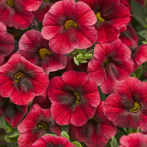 Calibrachoa Superbells Pomegranate Punch Flowers