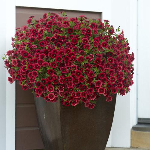Pomegrante Punch in a Dark Planter