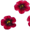 SUPERBELLS® GRAPE PUNCH™ flowers