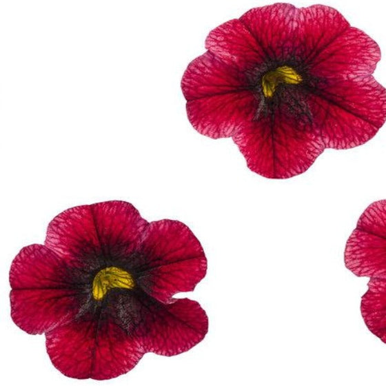 SUPERBELLS® GRAPE PUNCH™ flowers