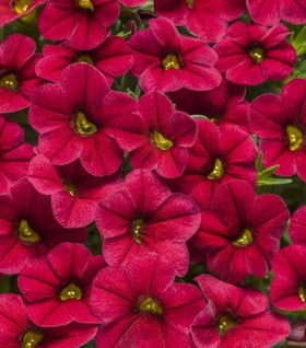Calibrachoa Superbells Red