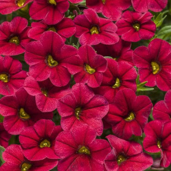 Calibrachoa Superbells Red Flowers