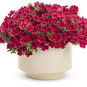 Calibrachoa Superbells Red in a white pot