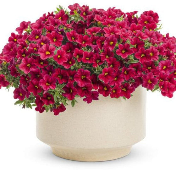 Calibrachoa Superbells Red in a white pot