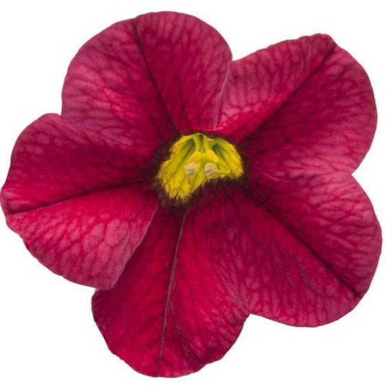 Calibrachoa Superbells Red flowers