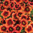Calibrachoa Superbells Tangerine Punch Flowers