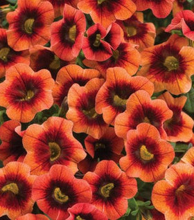 Calibrachoa Superbells Tangerine Punch