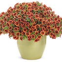 Calibrachoa Superbells Tangerine Punch in decorative Pot