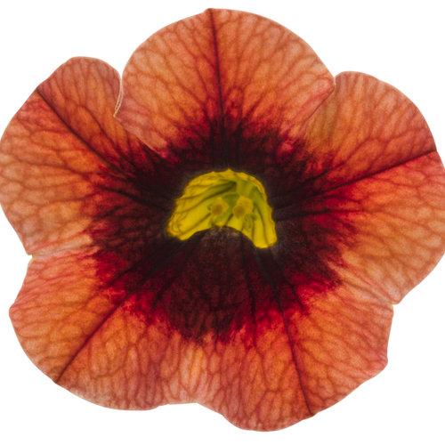 Calibrachoa Superbells Tangerine Punch flower close-up