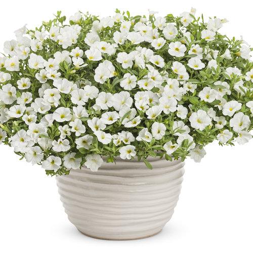 Calibrachoa Superbells white in white pot