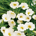 Calibrachoa Superbells white flowers