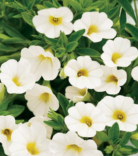 Calibrachoa Superbells White