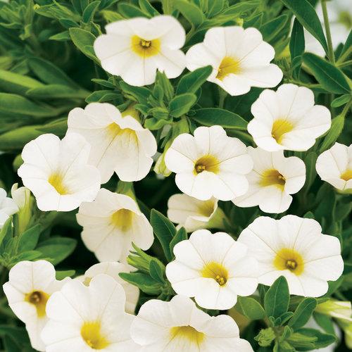 Calibrachoa Superbells white flowers