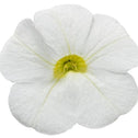 Calibrachoa Superbells white flower