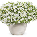 Calibrachoa Superbells white in white pot