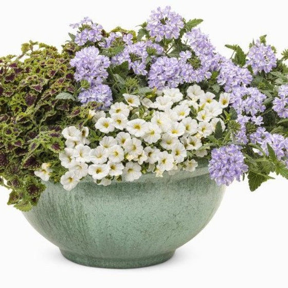 Calibrachoa Superbells white in a mixed container