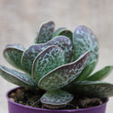 purple and green variegated succulent leaves on calico hearts plant