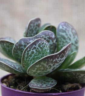 Calico Hearts Plants