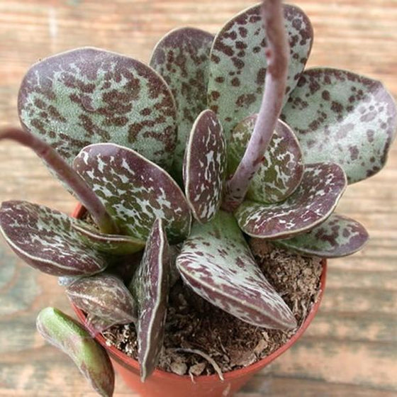 calico plant indoor Calico Hearts Plants