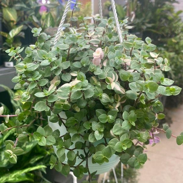 callisia repens succulent Callisia repens 'Bianca'