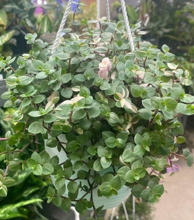 Callisia repens 'Bianca'
