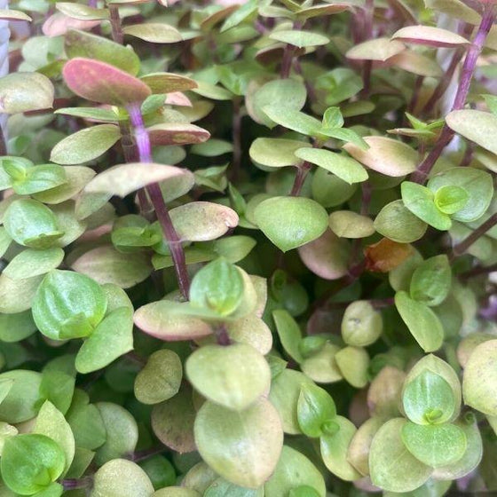 is callisia repens a succulent Callisia repens 'Golden' Plant for Sale