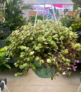 Callisia repens 'Golden'