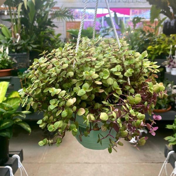 Callisia repens 'Golden' Plant for Sale