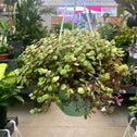 callisia repens golden houseplant in hanging basket in plant nursery